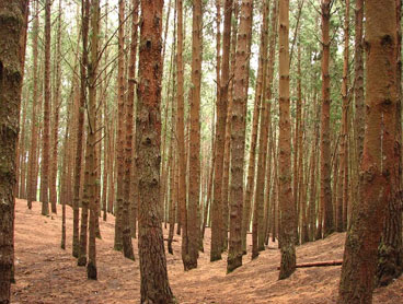 ooty kodaikanal