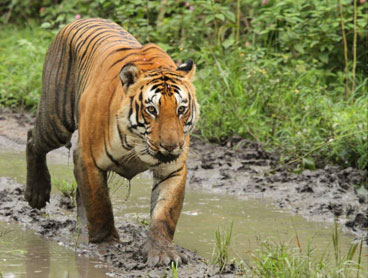 mudumalai