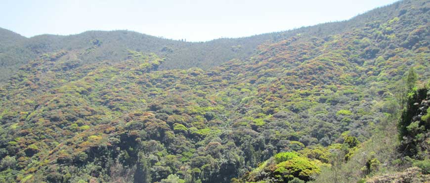 shola forest