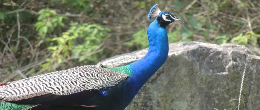 mudumalai