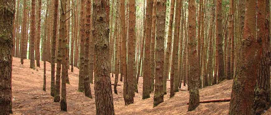 ooty pine forest