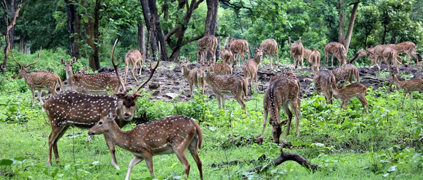 mudumalai tour