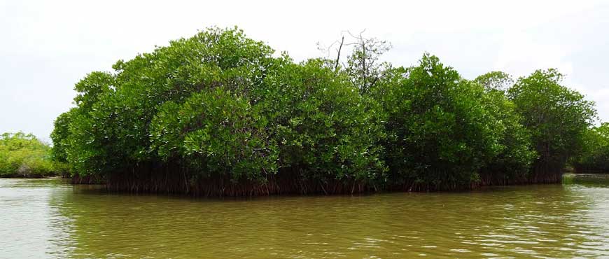 pichavaram mangrove forest